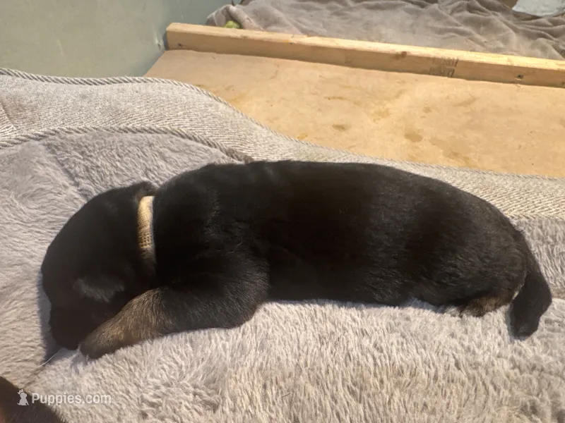 Tan – German Shepherd Dog puppy for sale in Dighton, MA