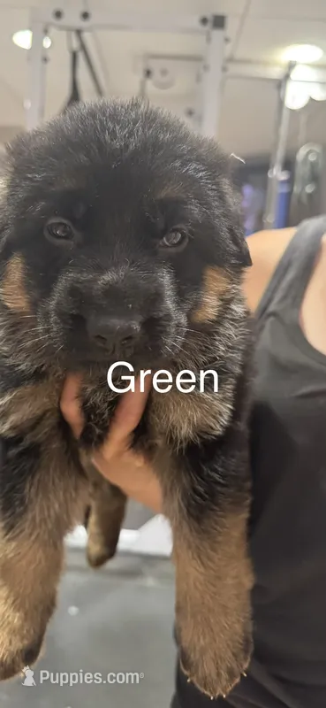 Green – German Shepherd Dog puppy for sale in Dighton, MA