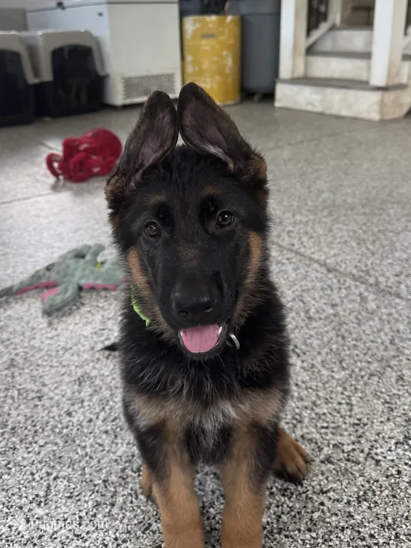 Green – German Shepherd Dog puppy for sale in Dighton, MA