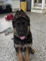 Green, a female German Shepherd Dog for sale in Dighton, MA – 2 of 8