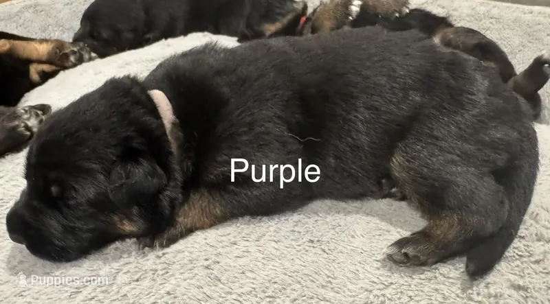 Purple – German Shepherd Dog puppy for sale in Dighton, MA
