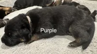 Purple, a female German Shepherd Dog for sale in Dighton, MA – 1 of 5