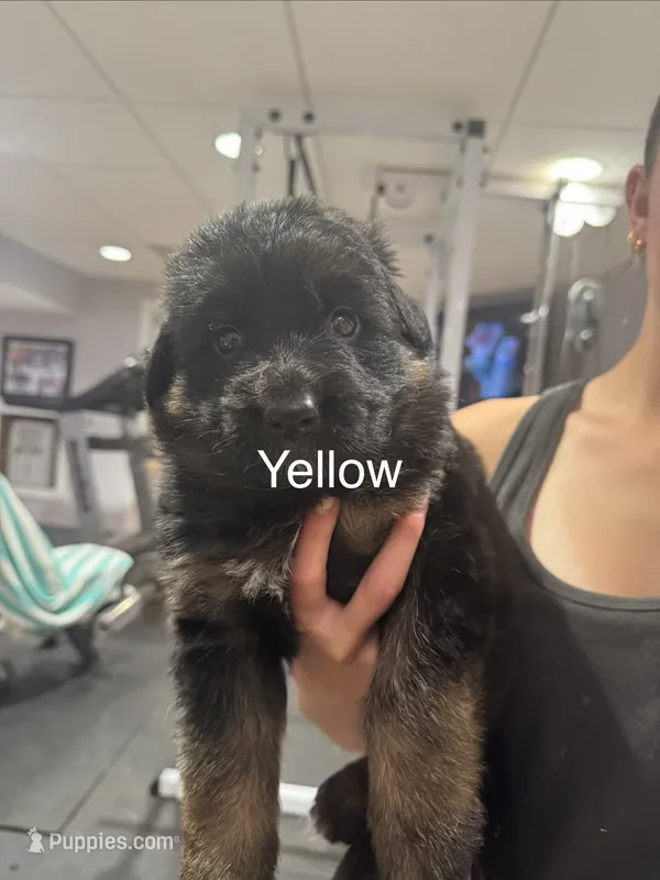 Yellow – German Shepherd Dog puppy for sale in Dighton, MA