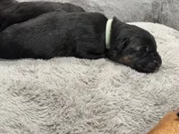 Gray, a male German Shepherd Dog for sale in Dighton, MA – 2 of 5
