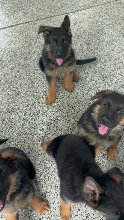 Blue, a male German Shepherd Dog for sale in Dighton, MA – 7 of 8