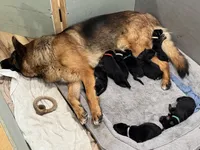 Gray, a male German Shepherd Dog for sale in Dighton, MA – 4 of 5