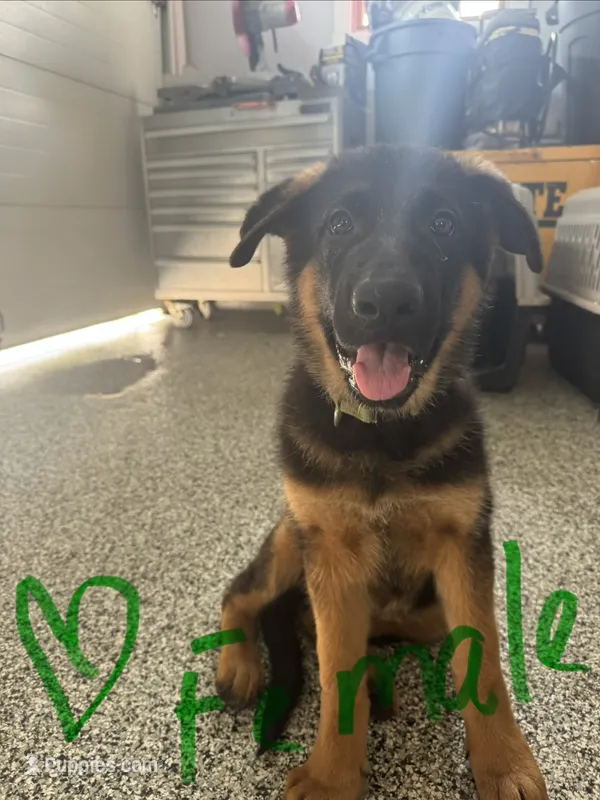 Green – German Shepherd Dog puppy for sale in Dighton, MA