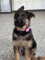 Pink, a female German Shepherd Dog for sale in Dighton, MA – 4 of 9