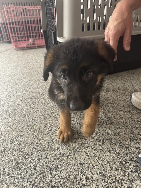 Green – German Shepherd Dog puppy for sale in Dighton, MA