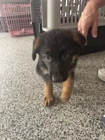 Green, a female German Shepherd Dog for sale in Dighton, MA – 4 of 8