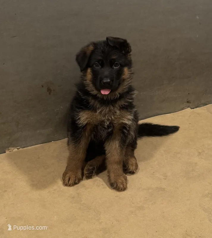 Blue – German Shepherd Dog puppy for sale in Dighton, MA