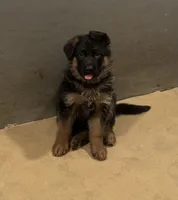 Blue, a male German Shepherd Dog for sale in Dighton, MA – 5 of 8