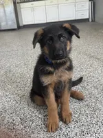 Blue, a male German Shepherd Dog for sale in Dighton, MA – 3 of 8