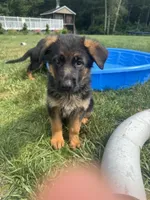 Pink, a female German Shepherd Dog for sale in Dighton, MA – 6 of 9
