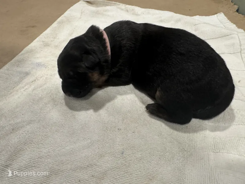 Pink – German Shepherd Dog puppy for sale in Dighton, MA