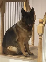 Gray, a male German Shepherd Dog for sale in Dighton, MA – 3 of 5