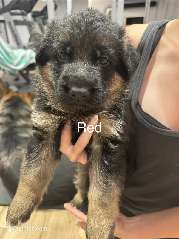 Red – German Shepherd Dog puppy for sale in Dighton, MA