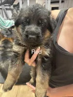 Red, a male German Shepherd Dog for sale in Dighton, MA – 1 of 7
