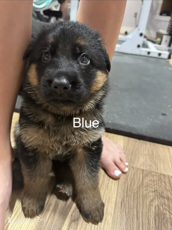 Blue – German Shepherd Dog puppy for sale in Dighton, MA