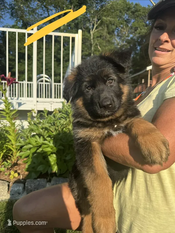 Yellow – German Shepherd Dog puppy for sale in Dighton, MA