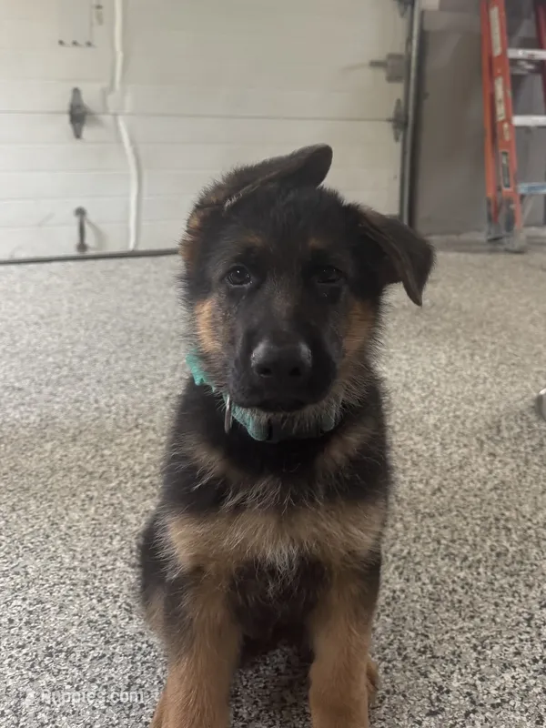 Teal – German Shepherd Dog puppy for sale in Dighton, MA