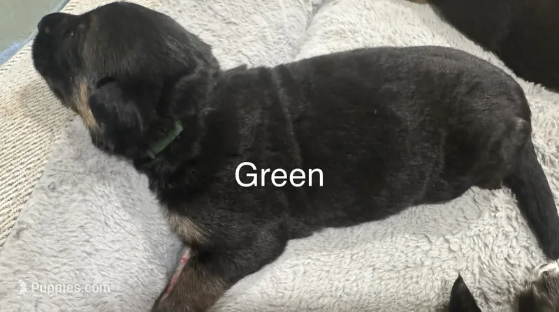 Green – German Shepherd Dog puppy for sale in Dighton, MA