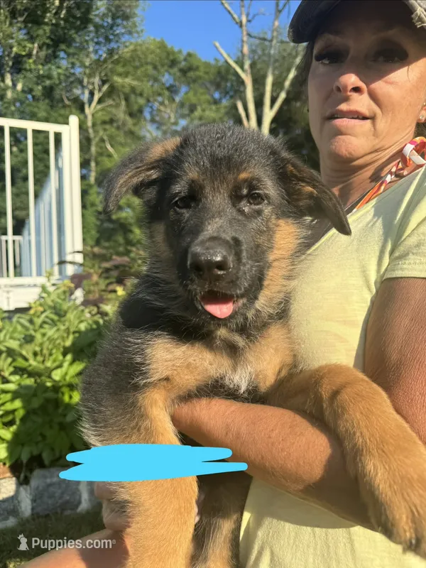 Teal – German Shepherd Dog puppy for sale in Dighton, MA
