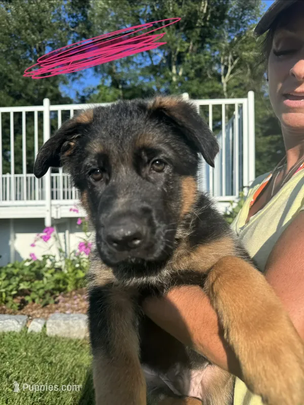 Pink – German Shepherd Dog puppy for sale in Dighton, MA