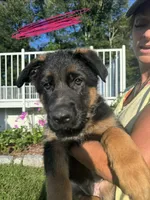 Pink, a female German Shepherd Dog for sale in Dighton, MA – 7 of 9