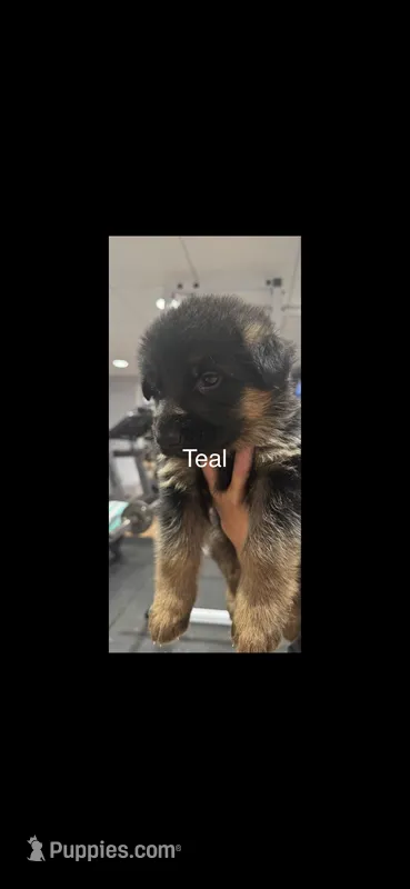 Teal – German Shepherd Dog puppy for sale in Dighton, MA