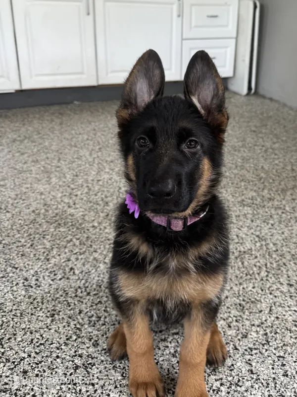 Purple – German Shepherd Dog puppy for sale in Dighton, MA