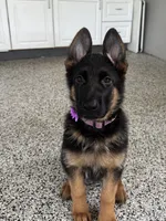 Purple, a female German Shepherd Dog for sale in Dighton, MA – 2 of 6