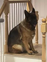 Pink, a female German Shepherd Dog for sale in Dighton, MA – 4 of 4
