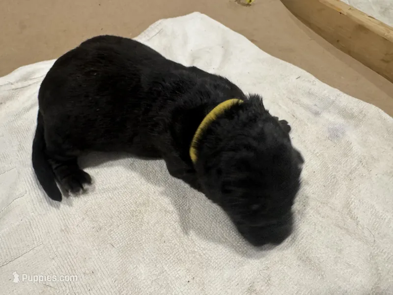 Yellow – German Shepherd Dog puppy for sale in Dighton, MA