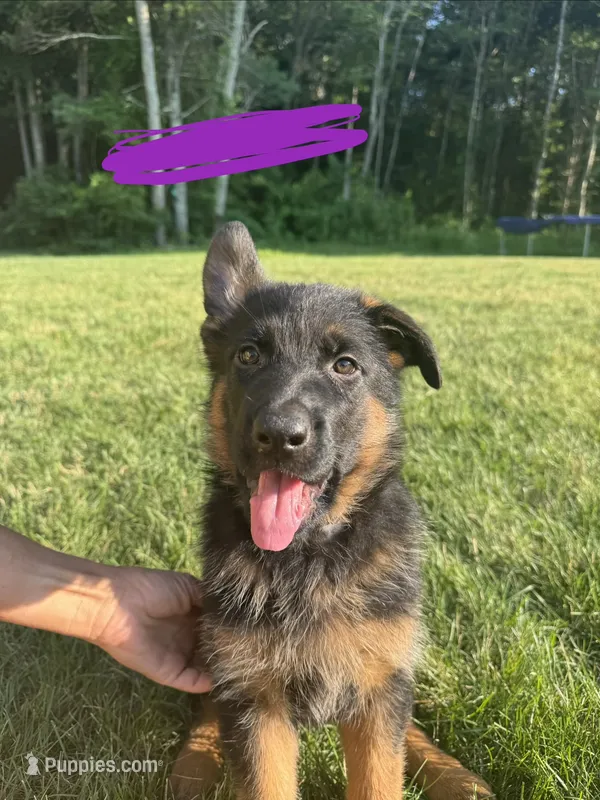 Purple – German Shepherd Dog puppy for sale in Dighton, MA