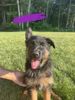 Purple, a female German Shepherd Dog for sale in Dighton, MA – 3 of 6