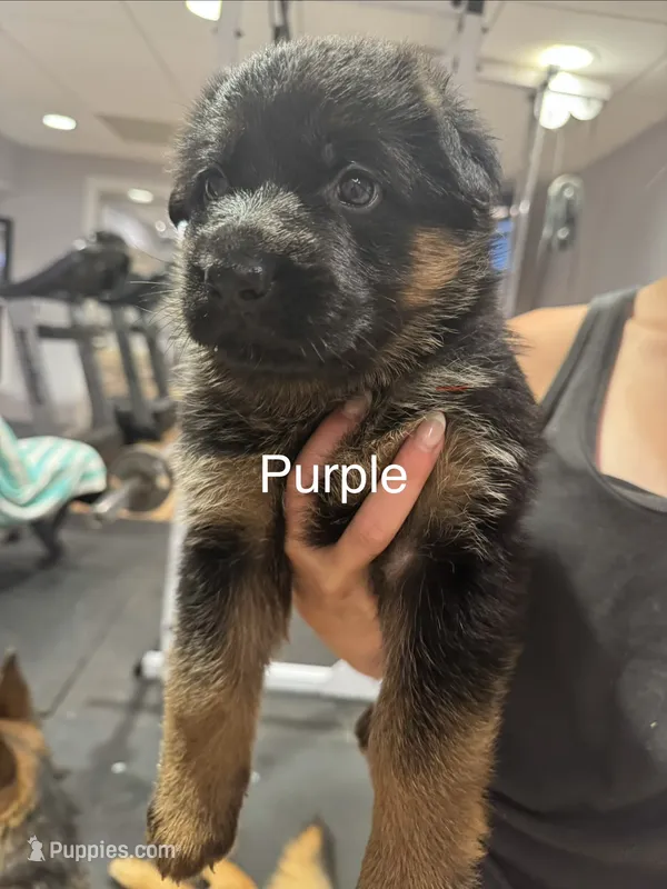 Purple – German Shepherd Dog puppy for sale in Dighton, MA