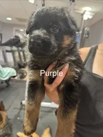Purple, a female German Shepherd Dog for sale in Dighton, MA – 1 of 6