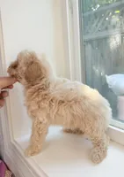 Marshmallow, a male Poodle - Toy  for sale in San Jose, CA – 2 of 3
