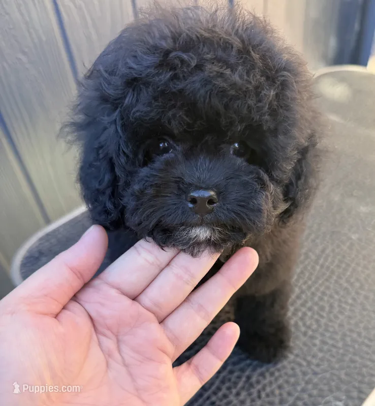 Oreo, a male Poodle - Toy  for sale in San Jose, CA – 1 of 2