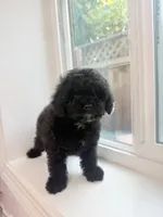 Oreo, a male Poodle - Toy  for sale in San Jose, CA – 1 of 3