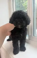 Oreo, a male Poodle - Toy  for sale in San Jose, CA – 3 of 3