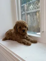 Lily, a female Poodle - Toy  for sale in San Jose, CA – 3 of 3