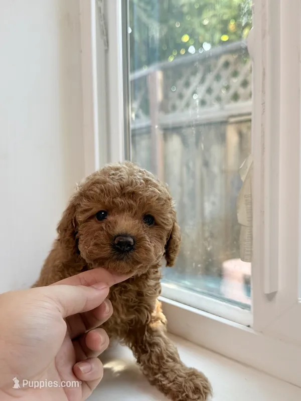 Coco – Poodle - Toy  puppy for sale in San Jose, CA