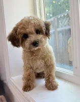 Ember ( tcup/toy ) , a female Poodle - Toy  for sale in San Jose, CA – 3 of 3