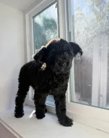 Bella , a female Poodle - Toy  for sale in San Jose, CA – 2 of 3
