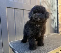Oreo, a male Poodle - Toy  for sale in San Jose, CA – 2 of 2