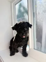 Bella , a female Poodle - Toy  for sale in San Jose, CA – 1 of 3