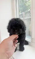Oreo, a male Poodle - Toy  for sale in San Jose, CA – 2 of 3