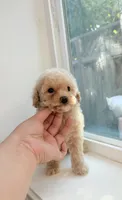 Marshmallow, a male Poodle - Toy  for sale in San Jose, CA – 3 of 3